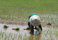 回龙山瑶族乡高坡村“支部农场”农户插秧忙