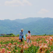 暑假来了，我们一起去流华湾赏美人蕉和荷花吧···
