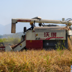 聚焦十大重点工作·乡村大振兴丨9.9万亩晚稻飘香 收割忙