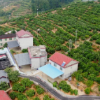 聚焦十大重点工作·乡村大振兴丨清江2.5万亩柑橘开采上市