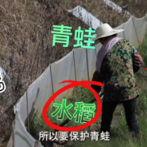 普利桥种粮记·夏管篇丨第六集 稻田筑起“铜墙铁壁”！为什么？