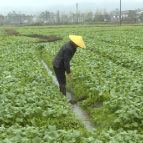 资兴市农业农村局指导种植户给农作物“穿冬衣”