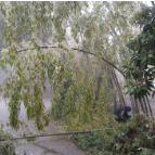 迎战低温雨雪冰冻天气｜滁口镇：清除路面保畅通