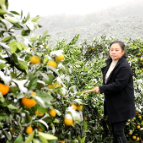 天堂坪的冰糖橙迎来“寒冬”