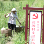 聚焦十大重点工作·乡村大振兴丨我市“支部农场”助力乡村振兴