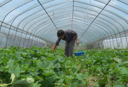 聚焦十大重点工作·乡村大振兴丨蓼江镇大坪村：草莓地里香瓜香