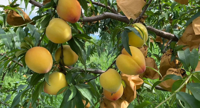 聚焦十大重点工作·乡村大振兴丨东江湖畔桃子香