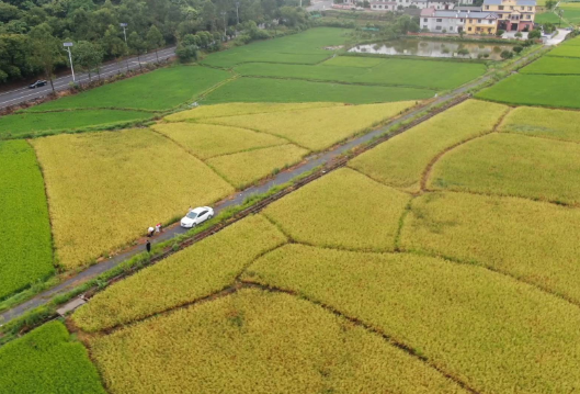 蓼江镇：田间地头稻飘香 
