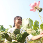 盛夏荷田花娇艳  莲蓬采摘正当时