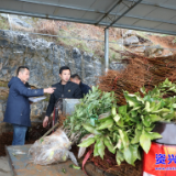 资兴市优质果苗助果业转型升级