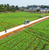 蓼江3000亩油菜实行无人机喷洒