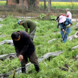 唐洞街道香花村：香芋种植让村民吃上“产业饭”