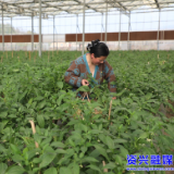 资兴：富民产业助力乡村振兴