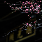新春梅飘香