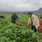 农技专家临田指导 夯实油菜丰收根基