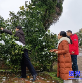 迎战低温雨雪冰冻天气 ▏积极防范应对 确保增产丰收