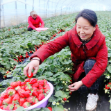 看图学习丨推进中国式现代化，必须全面推进乡村振兴