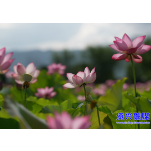 夏至如诗 悄然而至