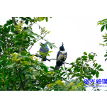 国家二级保护动物黑冠鹃隼落户资兴