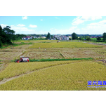 走基层·清夏 ▏蓼江镇：早稻飘香 喜迎丰收