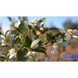 高牌村： 油茶花开似霜雪  致富之路“油”希望