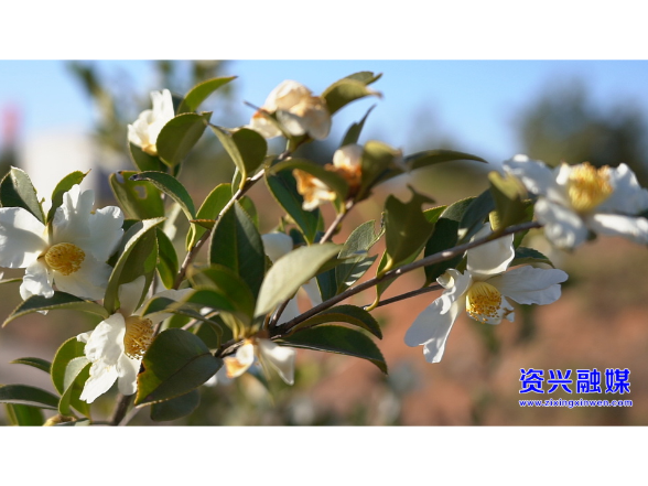 高牌村： 油茶花开似霜雪  致富之路“油”希望