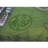 蓼江镇第十二届油菜花旅游节：各项准备工作有序推进