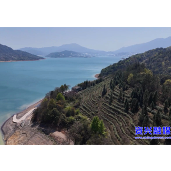 奔跑丨 一“茶”一“水”  示范带动