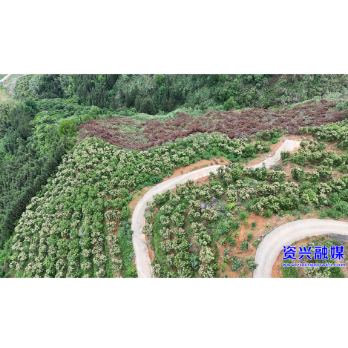 州门司镇三乐村：百亩锥栗花盛开 管护劳作促丰收