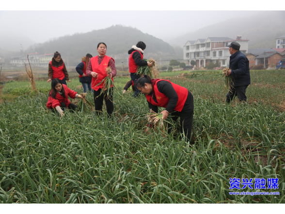东江湖志愿者协会：田间助农忙 情暖菜农心