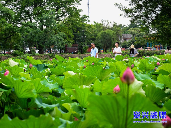 流华湾村：古村荷韵引客来