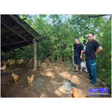 回龙山瑶族乡：产业奖补“小杠杆” 撬动乡村振兴“大动能”
