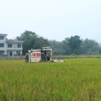 晚稻收割正当时 田间奏响“丰收曲”