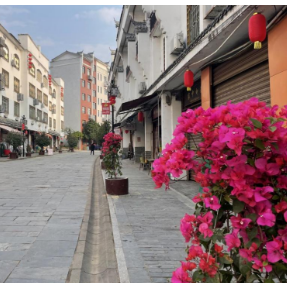 当好主力军 办好旅发会 | 黄草镇：三角梅为景区提质增色添彩