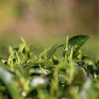 狗脑贡头采春茶上市 