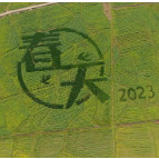 当好主力军 办好旅发会 ▏蓼江第十届油菜花旅游节开幕