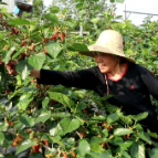 桑葚满枝头 采摘正当时