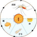 夏季灭蚊蝇指南