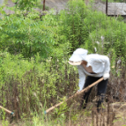 我市开展“加拿大一枝黄花”铲除行动