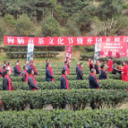 走基层·新春 ▏狗脑贡春茶正式面市