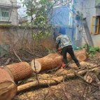 唐洞街道:枯树危棚及时清 网格治理暖民心
