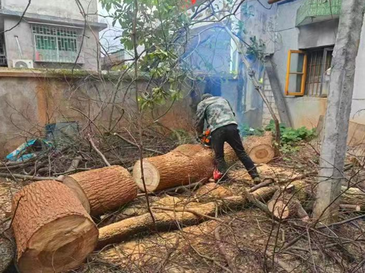 唐洞街道：枯树危棚及时清 网格治理暖民心