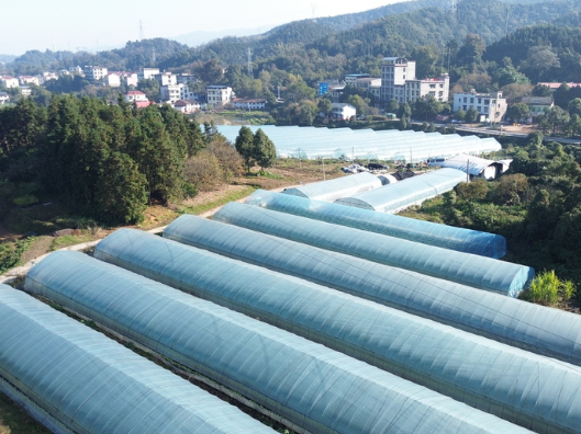 唐洞街道：草莓管护正当时 蓄力冬日“甜”丰收