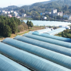 唐洞街道:草莓管护正当时 蓄力冬日“甜”丰收