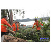公路建设养护中心：迅速应对雨天树木倒塌 确保公路安全畅通