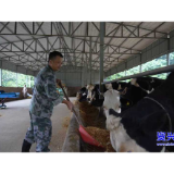 “犇”赴振兴路！退伍军人陈文超的“牛”事业