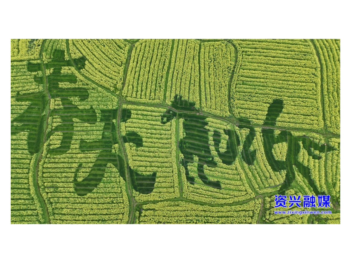 当好东道主 办好旅发会 | 蓼江镇第十三届油菜花旅游节3月10日启幕