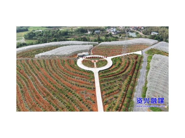 开局八好·兴城乡强区域丨三都镇：冰糖橙花香满园    “甜蜜事业”正当时