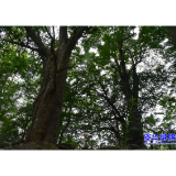 2023回眸 ▏兴宁镇十龙潭村古树群获评“中国最美古树群”称号