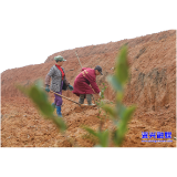 走基层·新春 ▏唐洞街道：百亩油茶为乡村振兴添“油”加绿